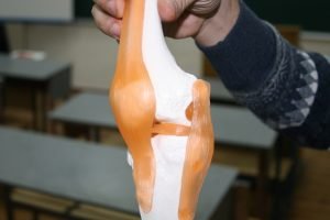 Студенти ХНУРЕ отримали нові макети для вивчення суглобів людини